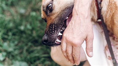 犬が犬に噛まれた 賠償：動物間の責任と人間の介入